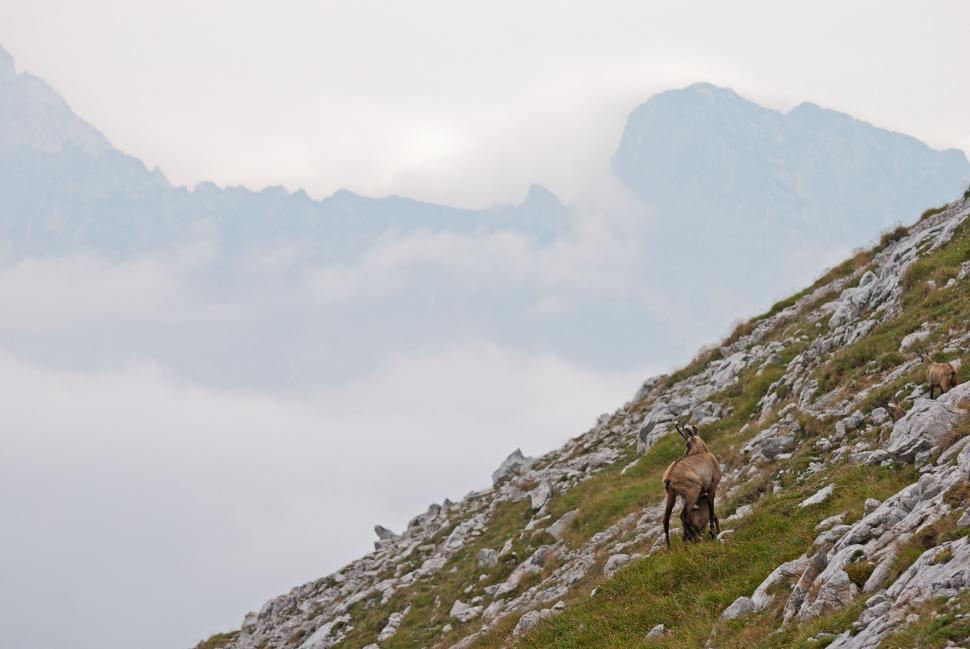 Free Image of Two Animals Standing in Grass 
