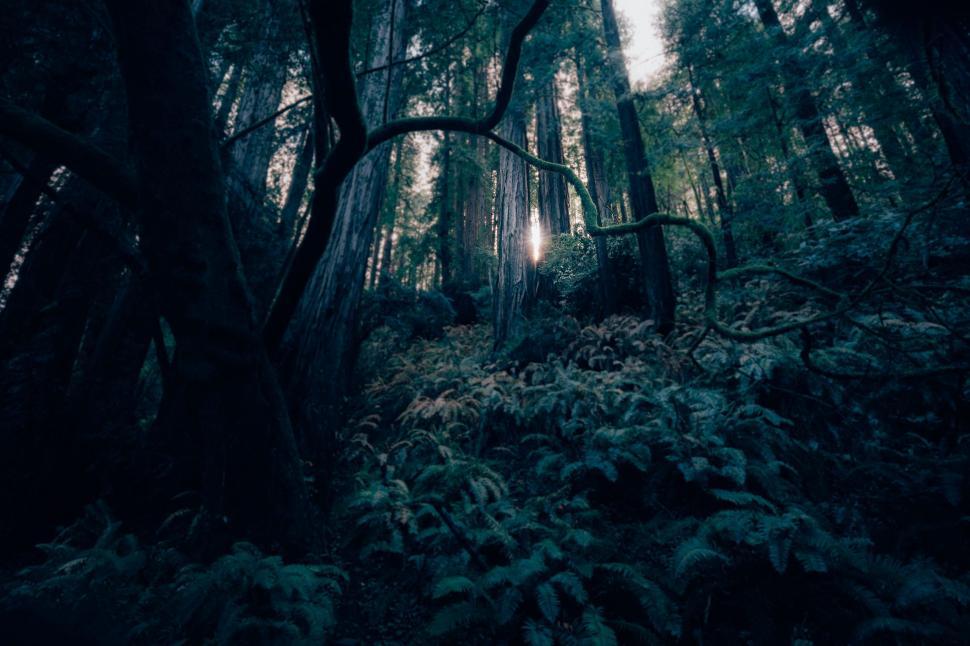 Free Image of Lush Forest With Tall Trees 