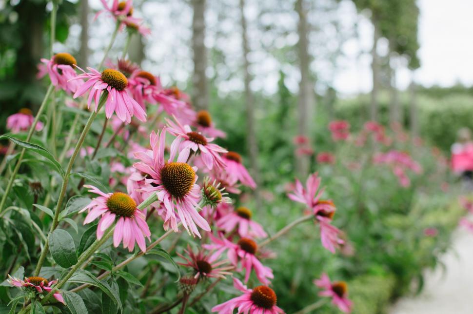 Free Image of Pink Flowers Field by Forest 