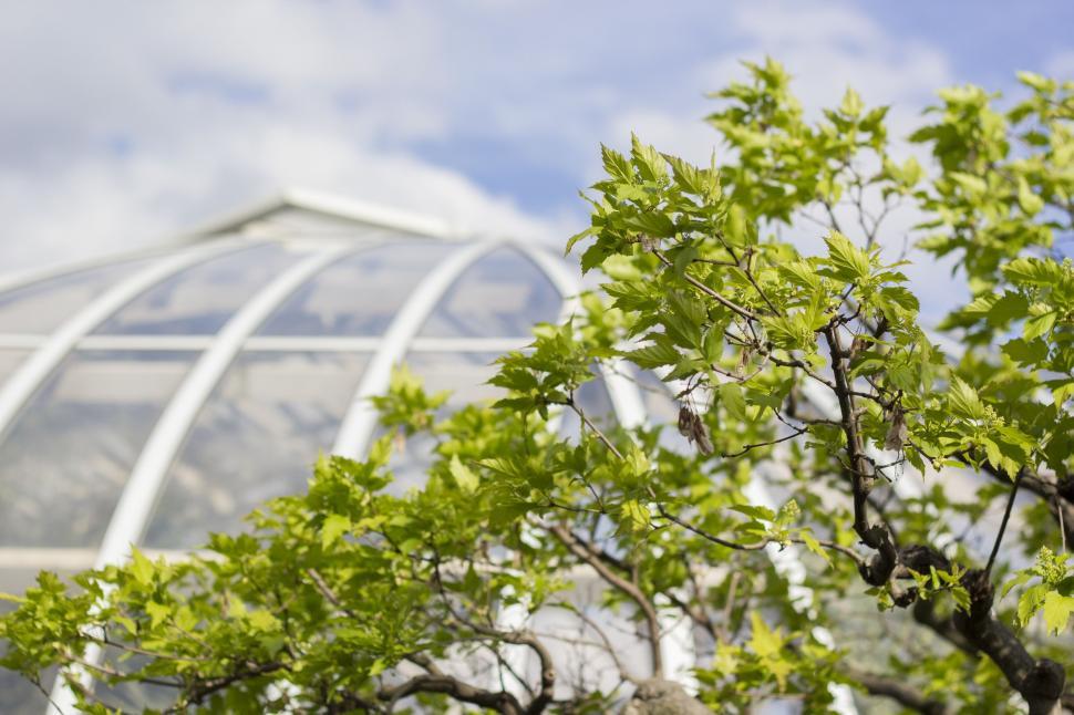 Free Image of Tree Close-Up With Building Background 