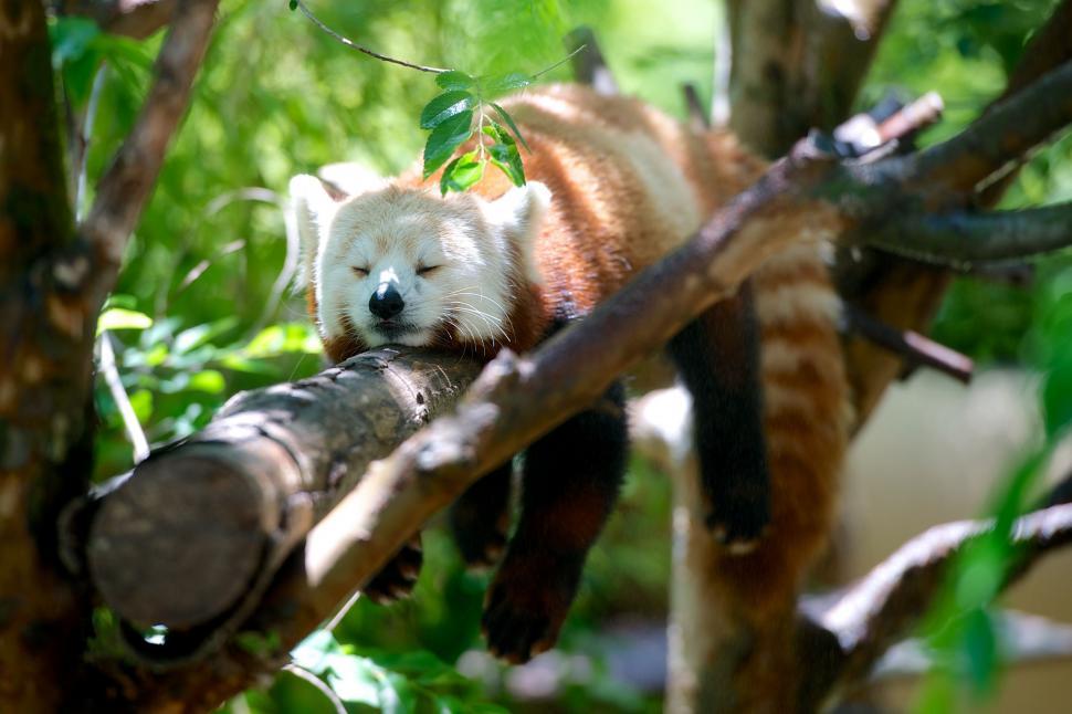 Free Image of Small White and Brown Animal Laying on Top of a Tree Branch 