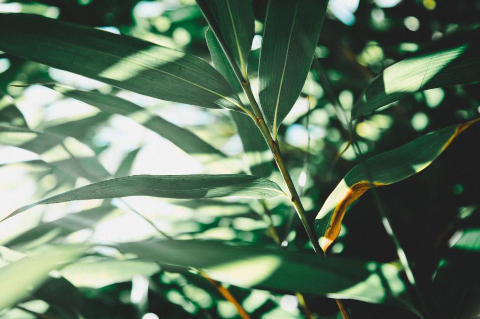 Free Image of Close Up of a Green Leafy Plant 