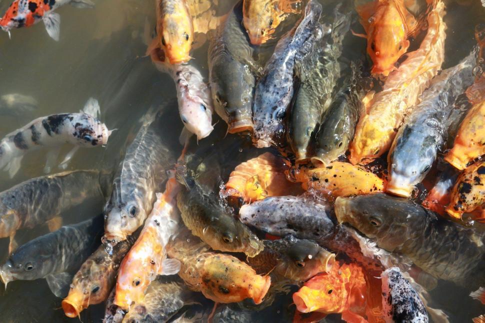 Free Image of A School of Fish Swimming in the Water 