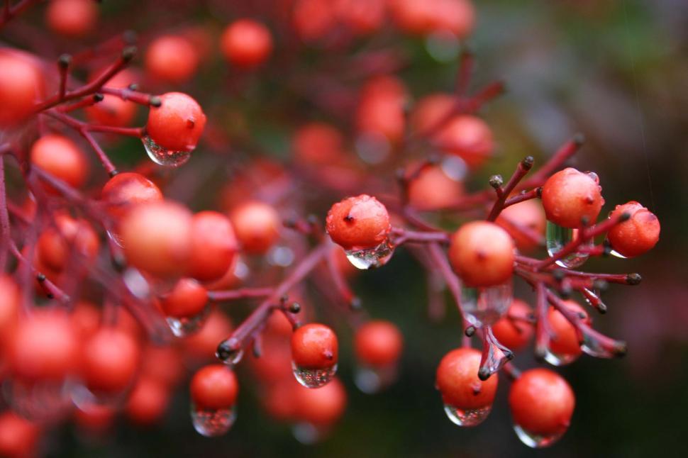 Free Image of Cluster of Red Berries Hanging From a Tree 