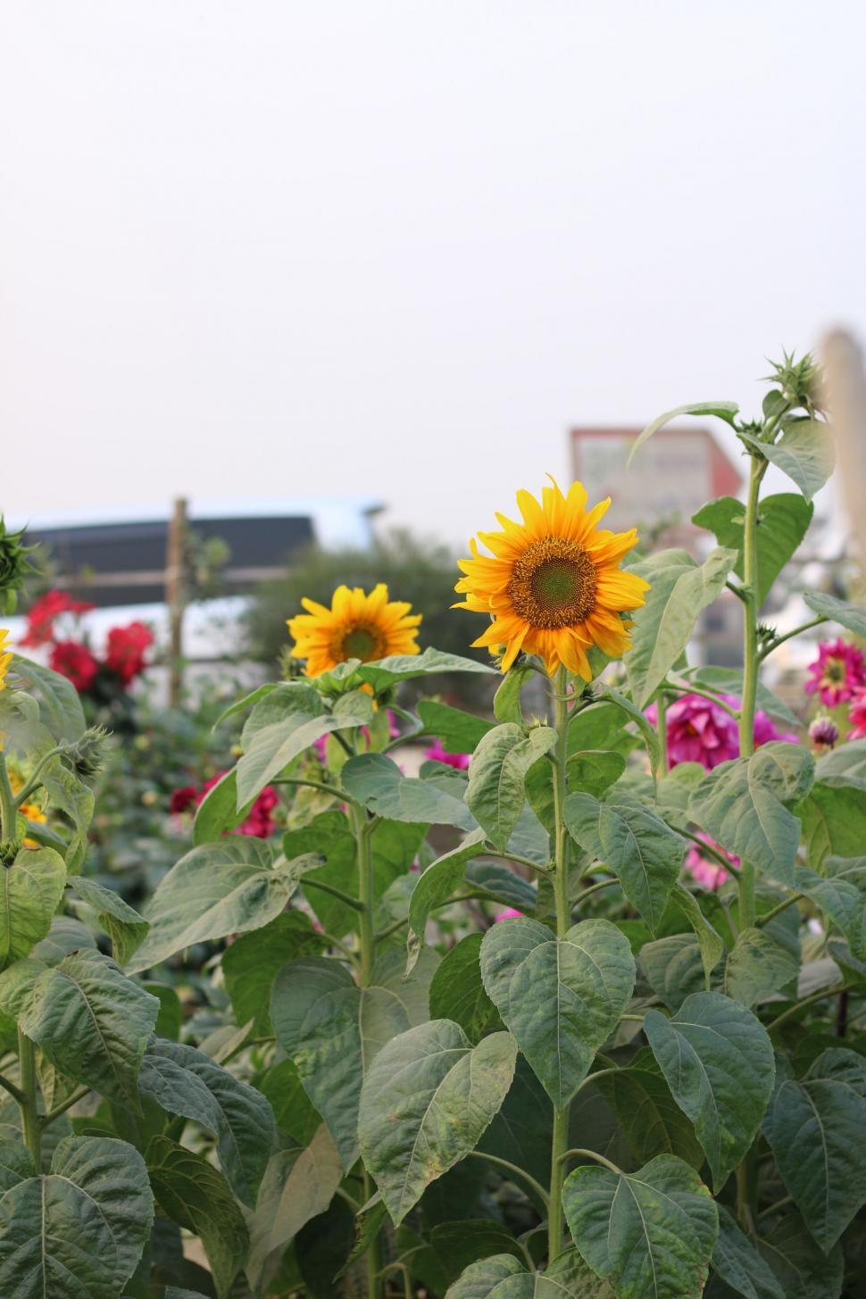Free Image of Field Abloom With Sunflowers and Various Flowers 