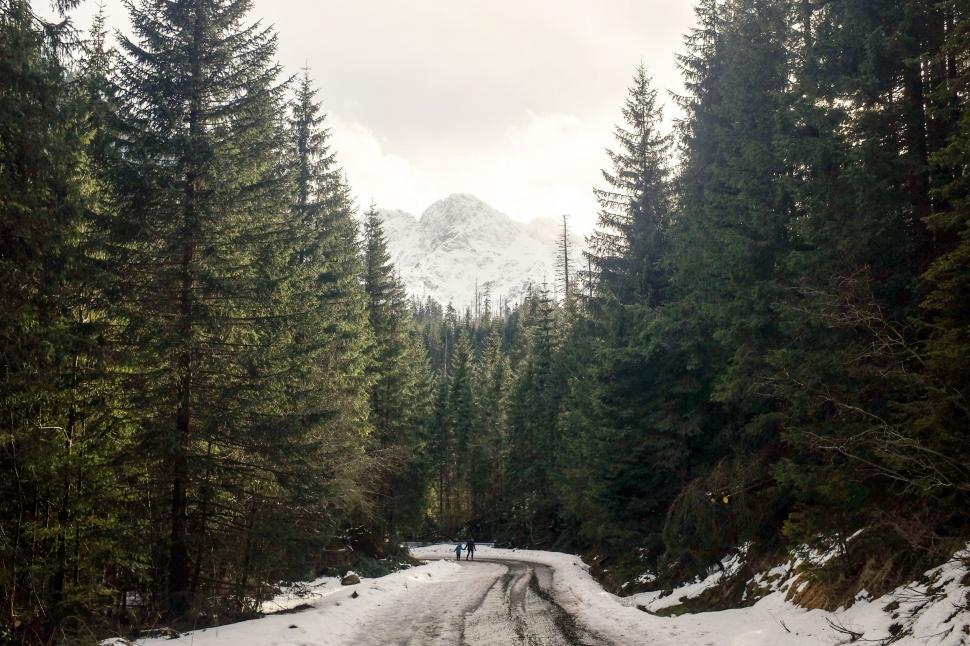 Free Image of Snow Covered Road Surrounded by Tall Pine Trees 