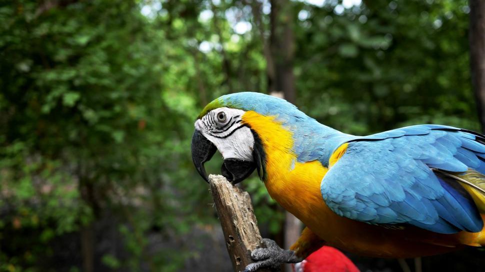 Free Image of Blue and Yellow Parrot Perched on Tree Branch 