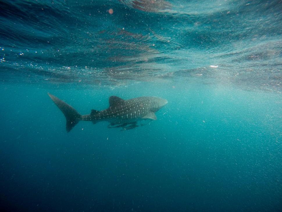 Free Image of Large Fish Swimming Through Water 
