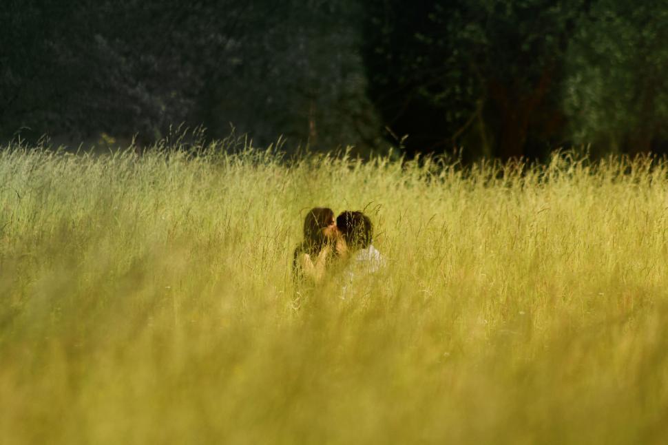 Free Image of Animals Grazing in the Grass 