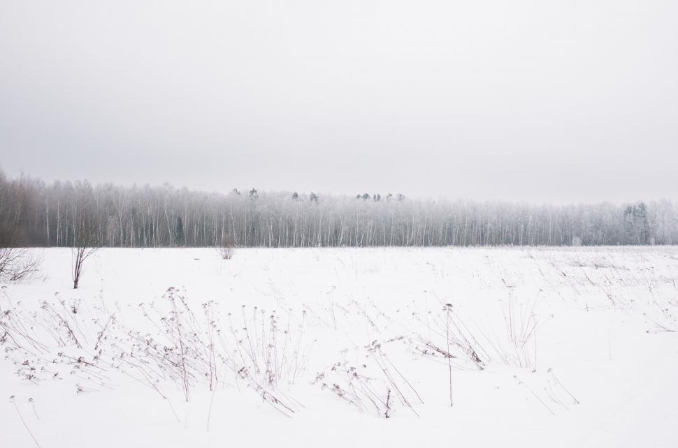 Free Image of Snow Covered Field With Trees in Background 
