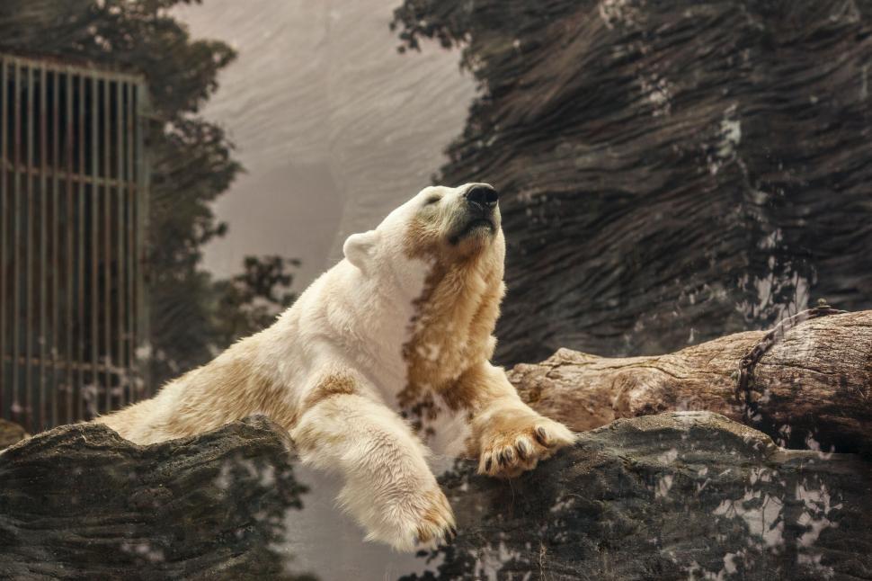 Free Image of Polar Bear Sitting on Top of a Tree Branch 