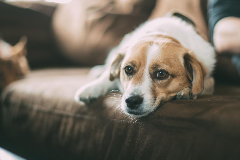 Free Image of A Dog and a Cat Laying on a Couch 