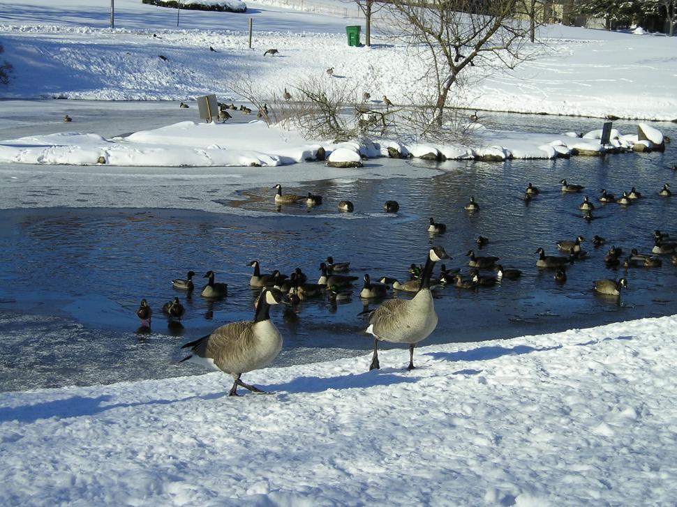 Free Image of Geese -Lifetime Partners 