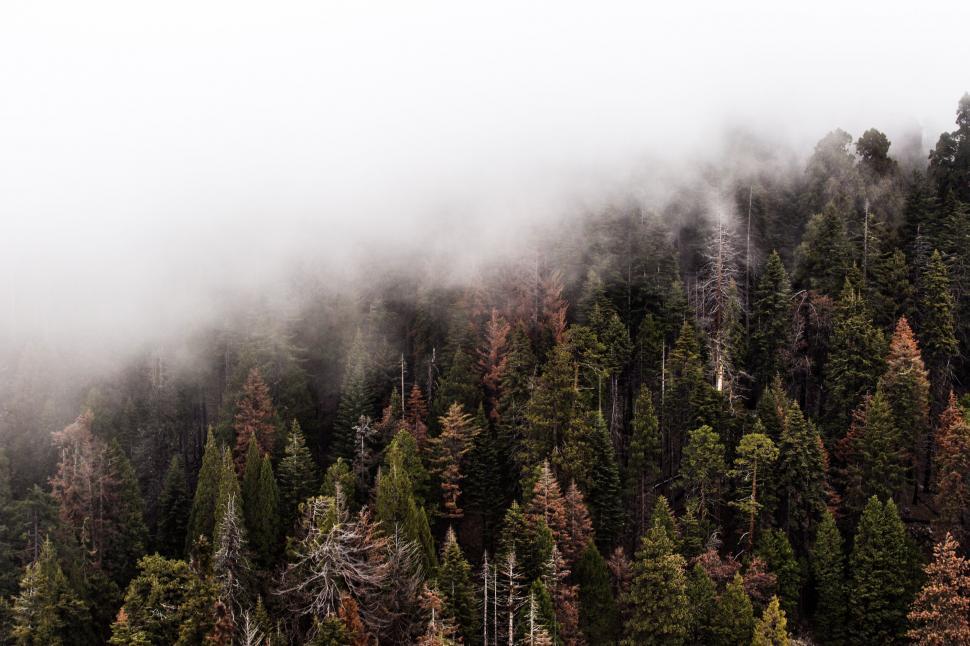 Free Image of Foggy Mountain With Trees in Foreground 
