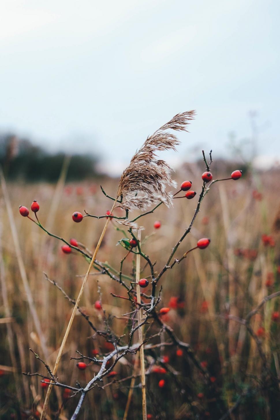 Free Image of Plant With Red Berries in a Field 