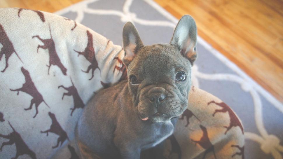 Free Image of Dog Sitting on Couch With Blanket 