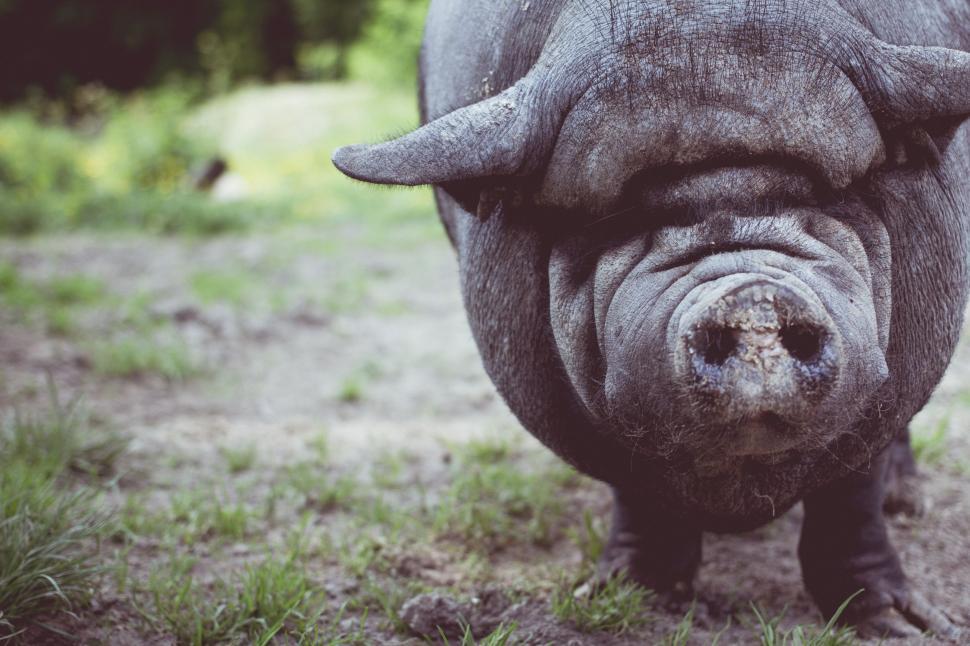 Free Image of Black Rhino Standing on Top of Lush Green Field 