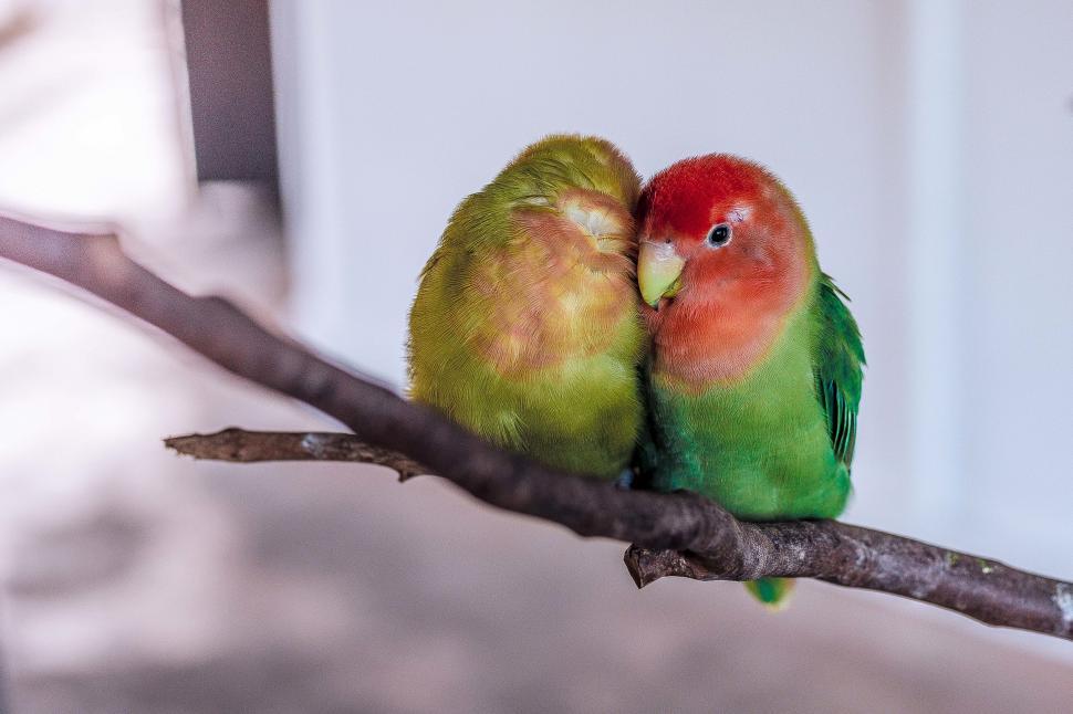 Free Image of Birds Sitting on Top of a Tree Branch 