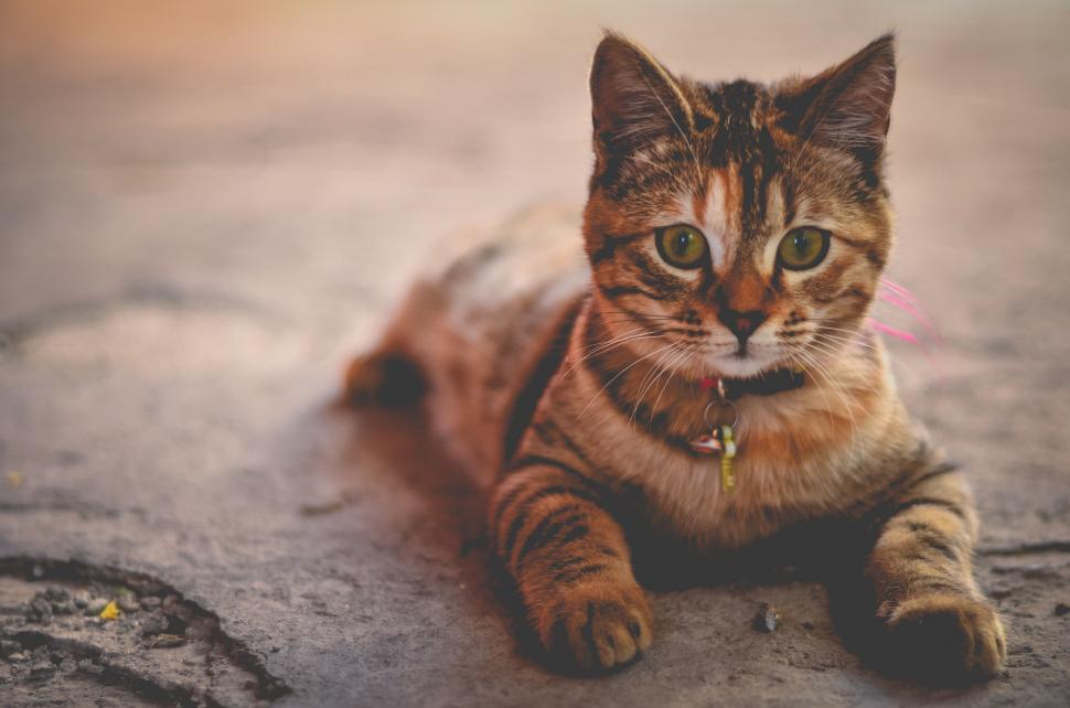 Free Image of Cat Lying Down on the Ground 