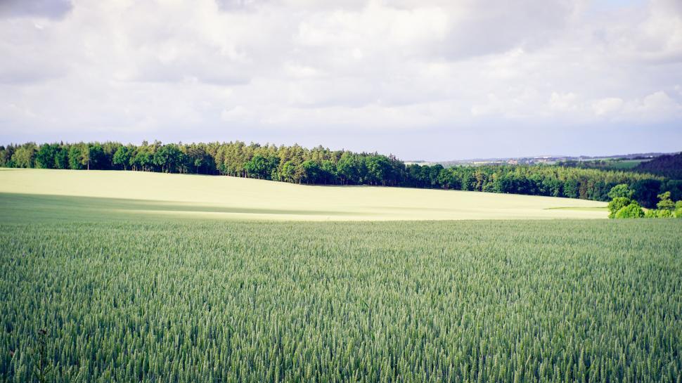 Free Image of Large Field of Green Grass With Trees in Background 