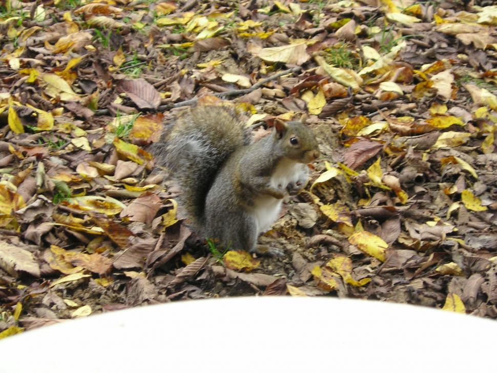 Free Image of Squirrel 