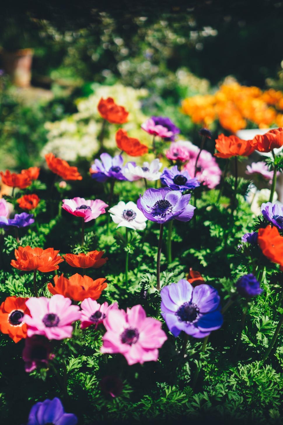 Free Image of Cluster of Flowers Nestled in Grass 