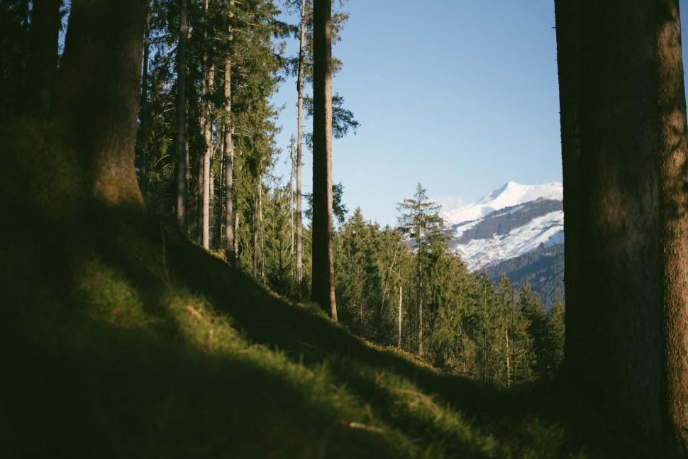 Free Image of Towering Trees in a Dense Forest 