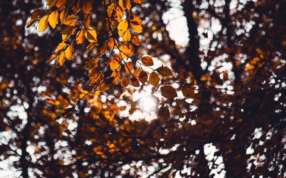 Free Image of Changing Colors of Tree Leaves 
