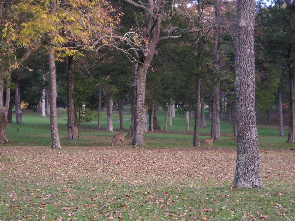 Free Image of Deer at Mammoth Cave National Park 