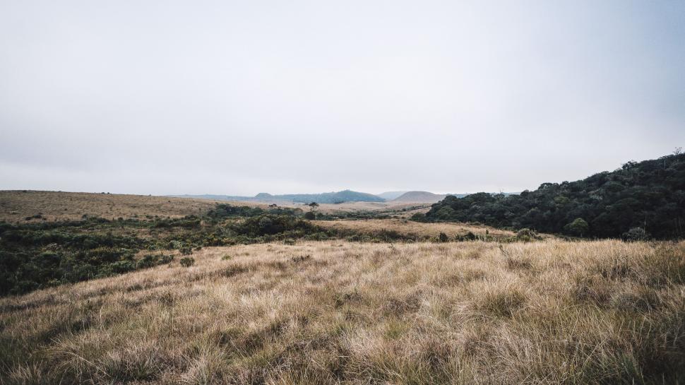 Free Image of Grassy Field With Trees and Mountains 