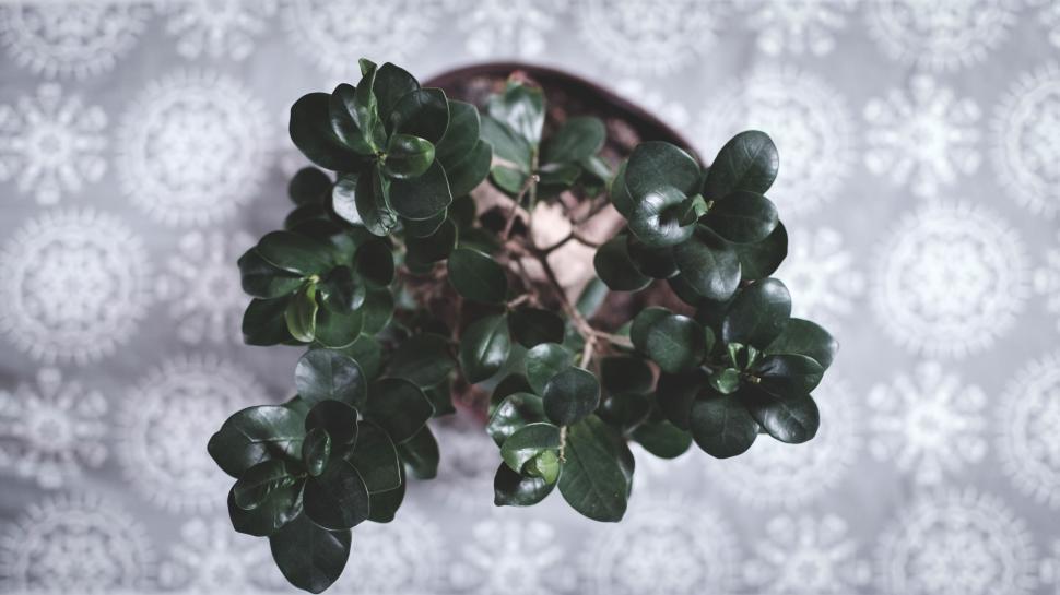 Free Image of Green Plant Leaves on Gray and White Background 