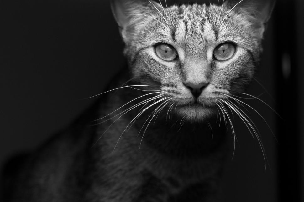 Free Image of A Black and White Cat Resting on a Window Sill 