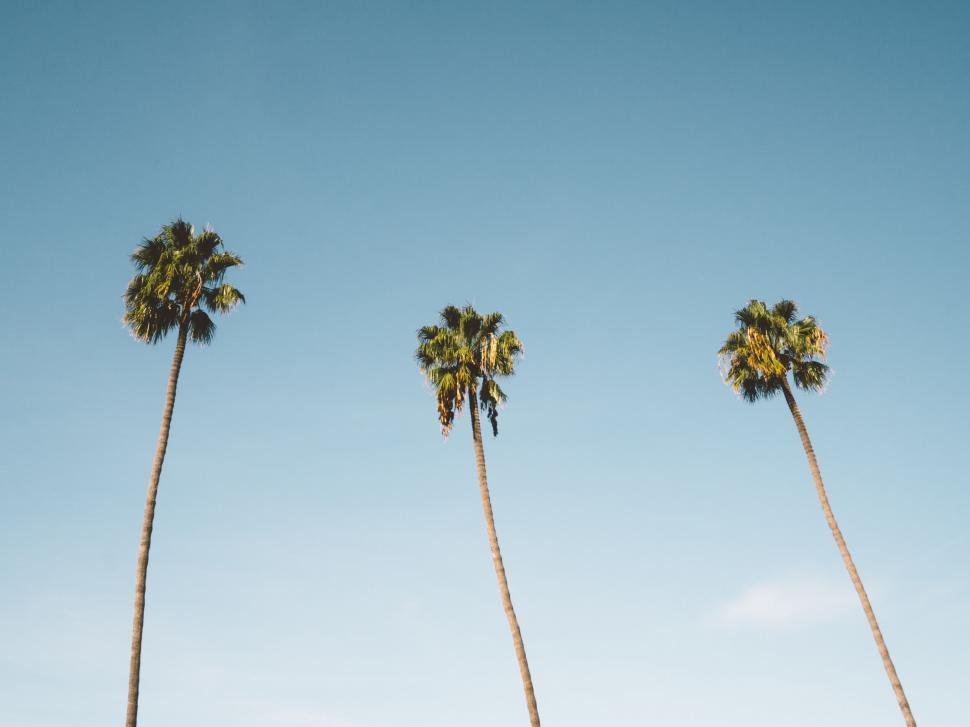 Free Image of Group of Palm Trees Against Blue Sky 
