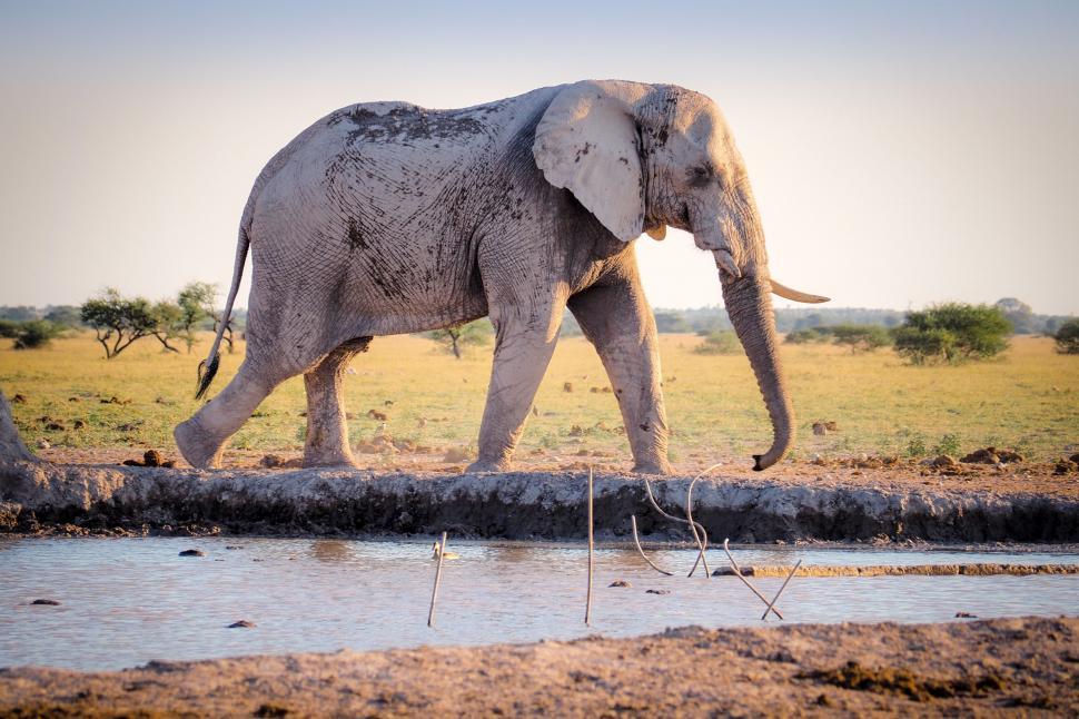 Free Image of Large Elephant Walking Across Grass Covered Field 