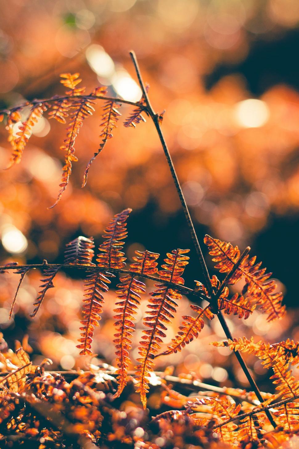 Free Image of Lush Plant With Abundant Leaves 