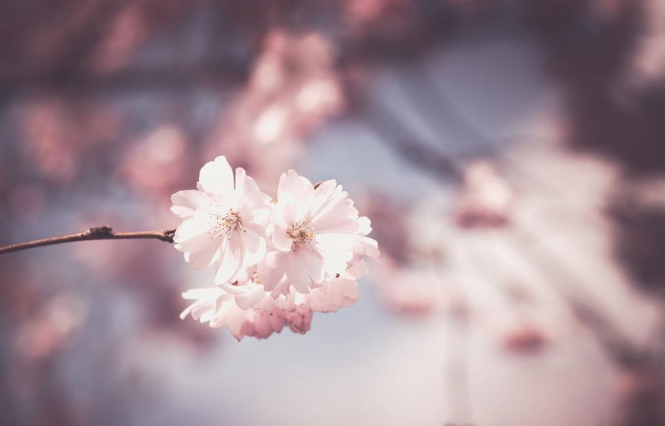 Free Image of Close Up of a Flower on a Tree Branch 