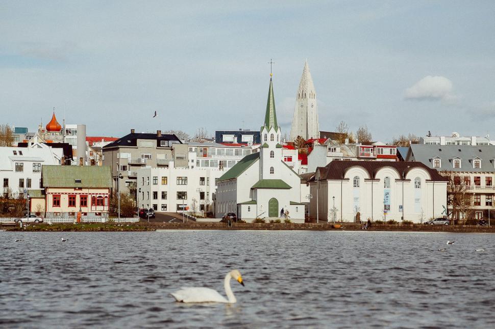 Free Image of Swan Swimming in Large Body of Water 