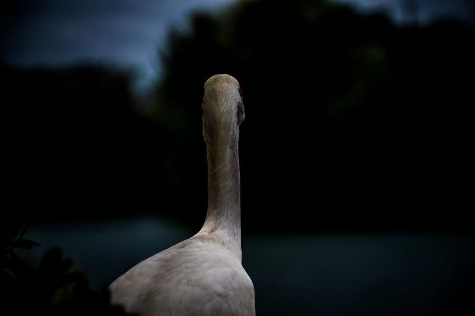 Free Image of Large White Bird Standing on Lush Green Field 