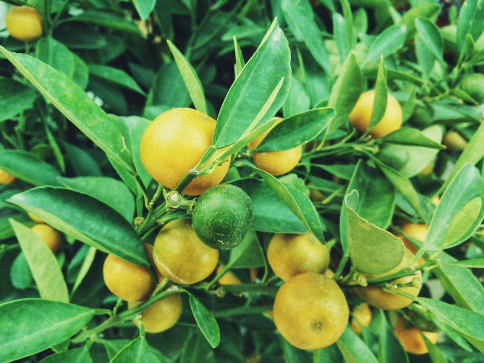Free Image of Abundant Green and Yellow Fruit on Tree 