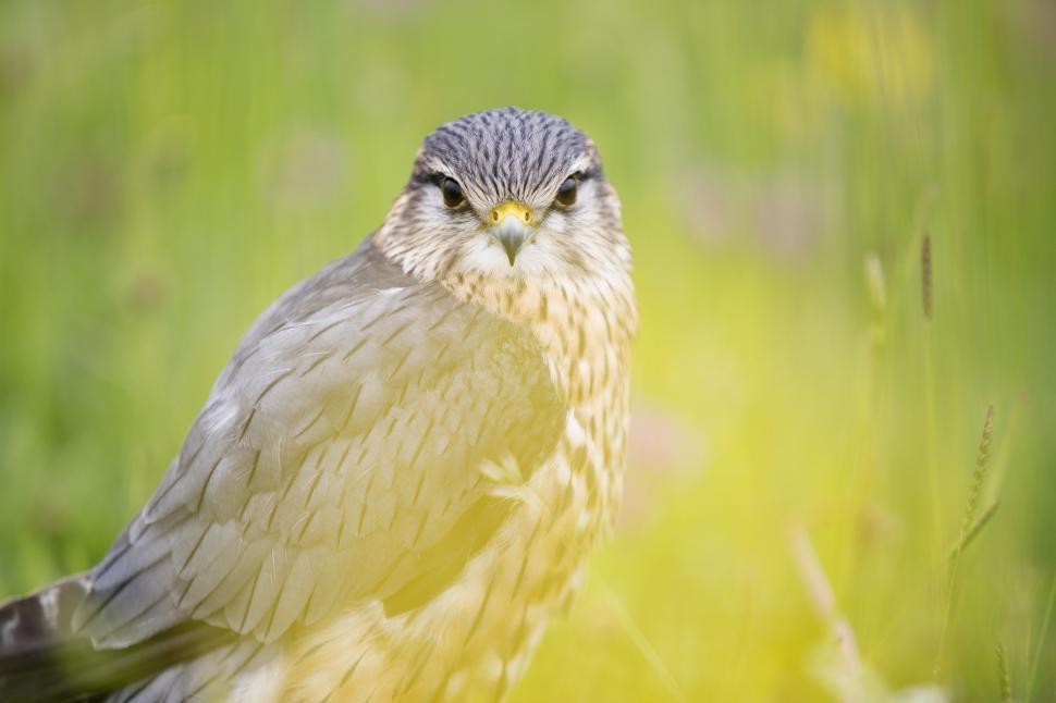 Free Image of Small Bird Perched on Lush Green Field 