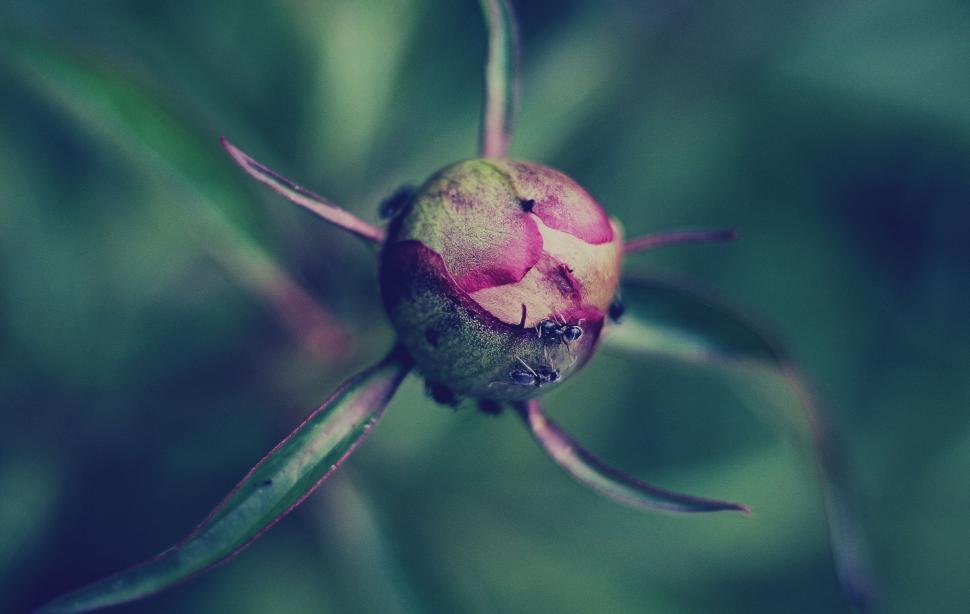 Free Image of Close Up of a Flower With Blurry Background 