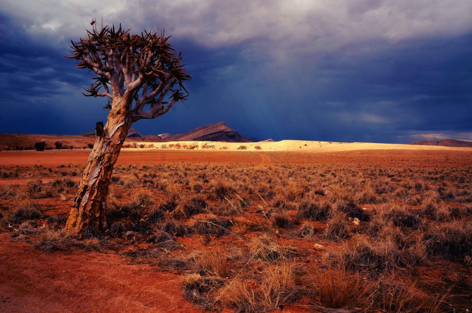 Free Image of Lone Tree Standing in Desert 