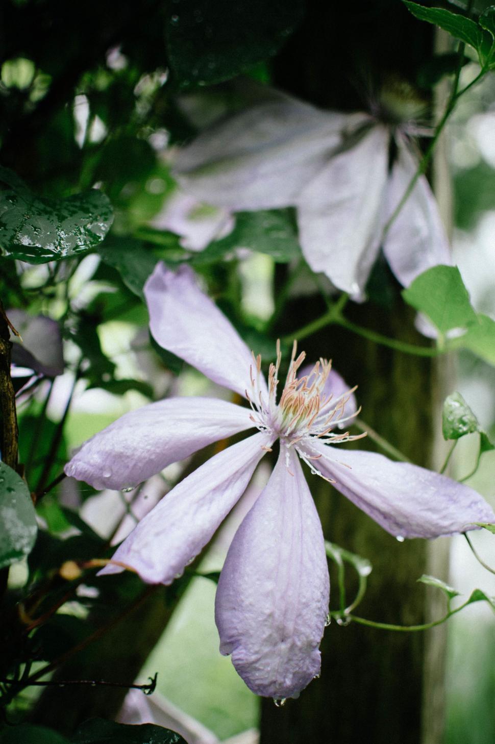 Free Image of Purple Flower Blooming on Tree 