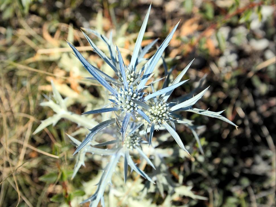 Free Image of The weed 
