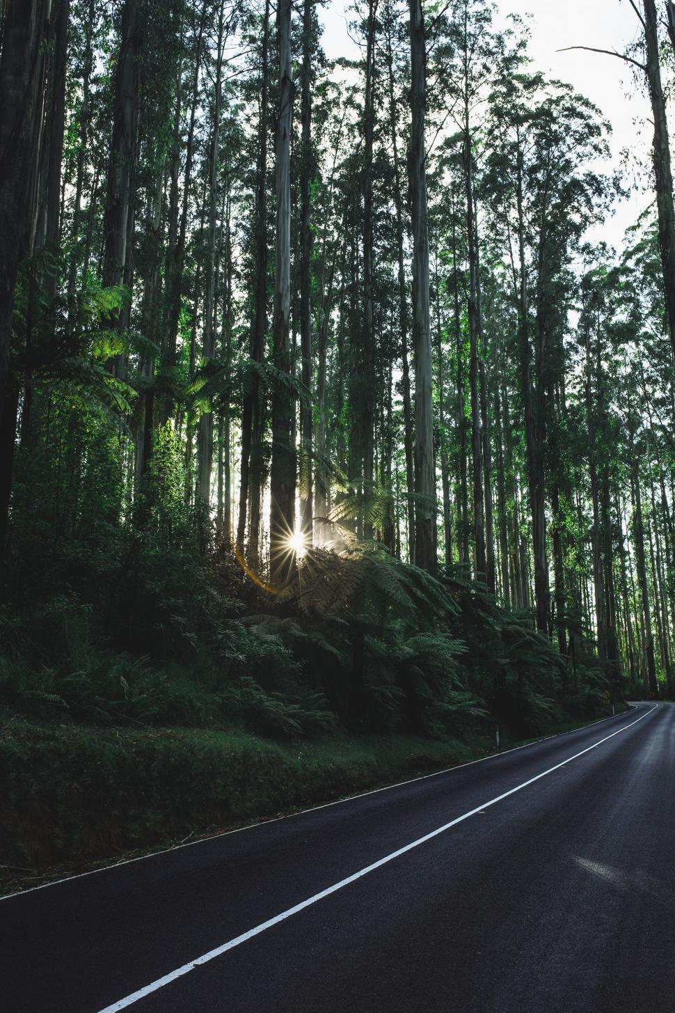 Free Image of Sun Shining Through Trees on Road 