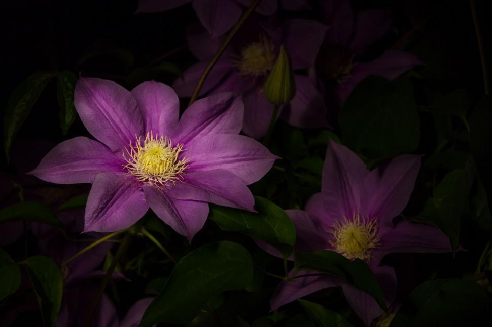 Free Image of Darkened Bunch of Flowers 