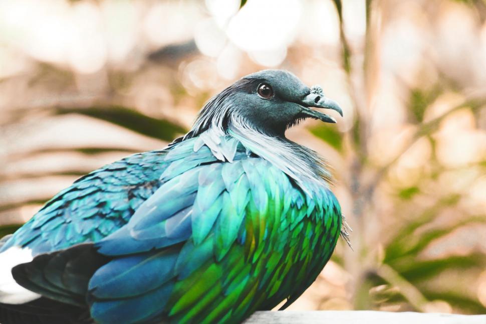 Free Image of Colorful Bird Perched on Ledge 