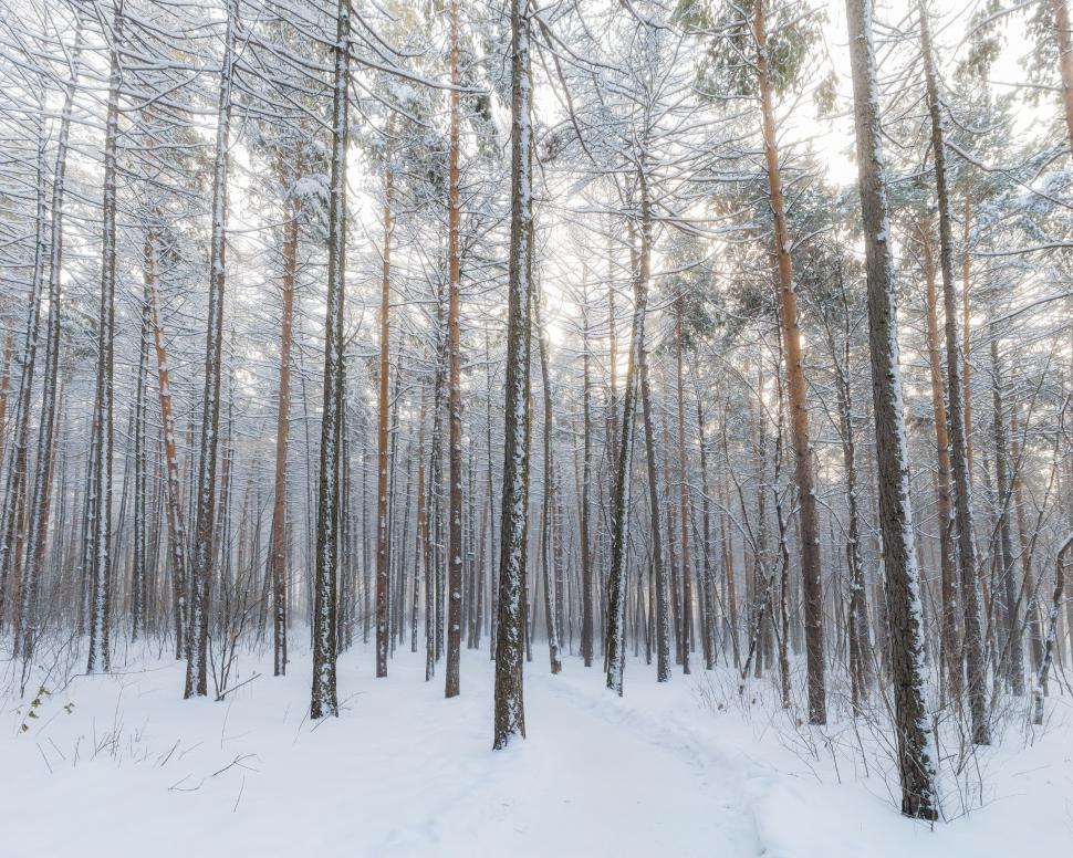 Free Image of Snow Covered Forest Filled With Trees 