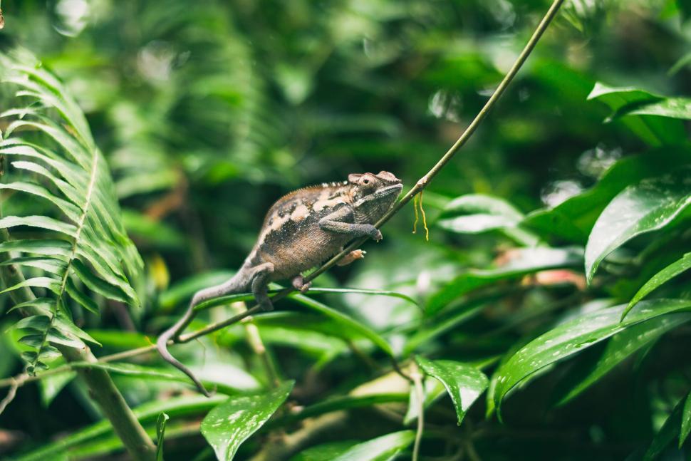 Free Image of Chameleon Sitting on Branch in Jungle 