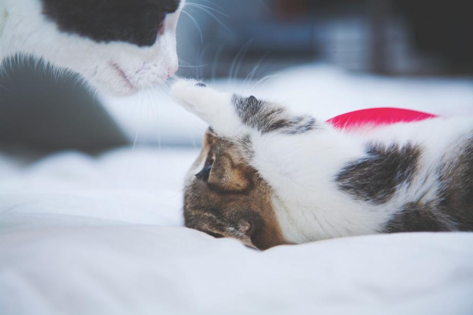 Free Image of Cat Laying on Top of Snow Covered Ground 
